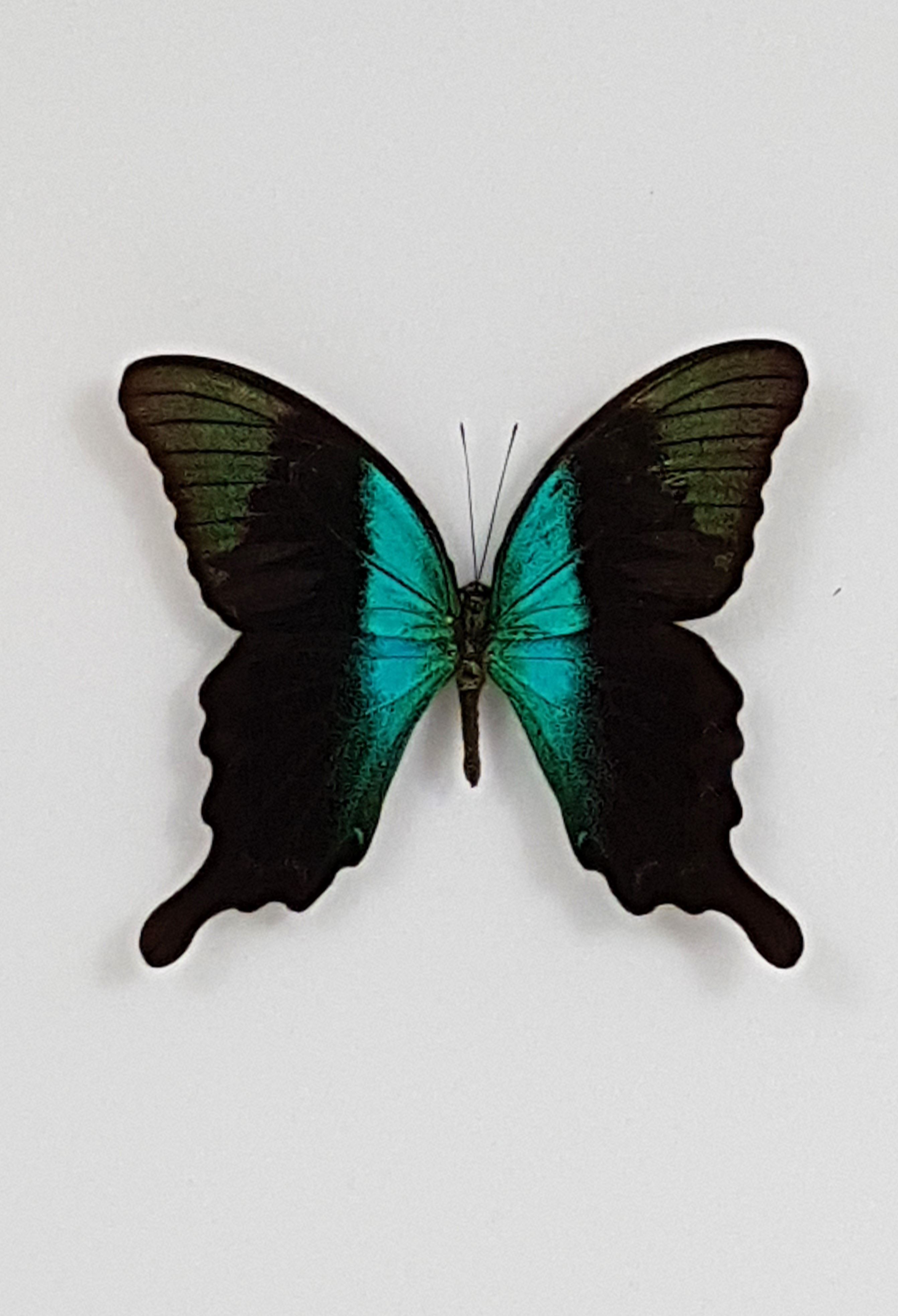 Papilio-peranthus-adamantius