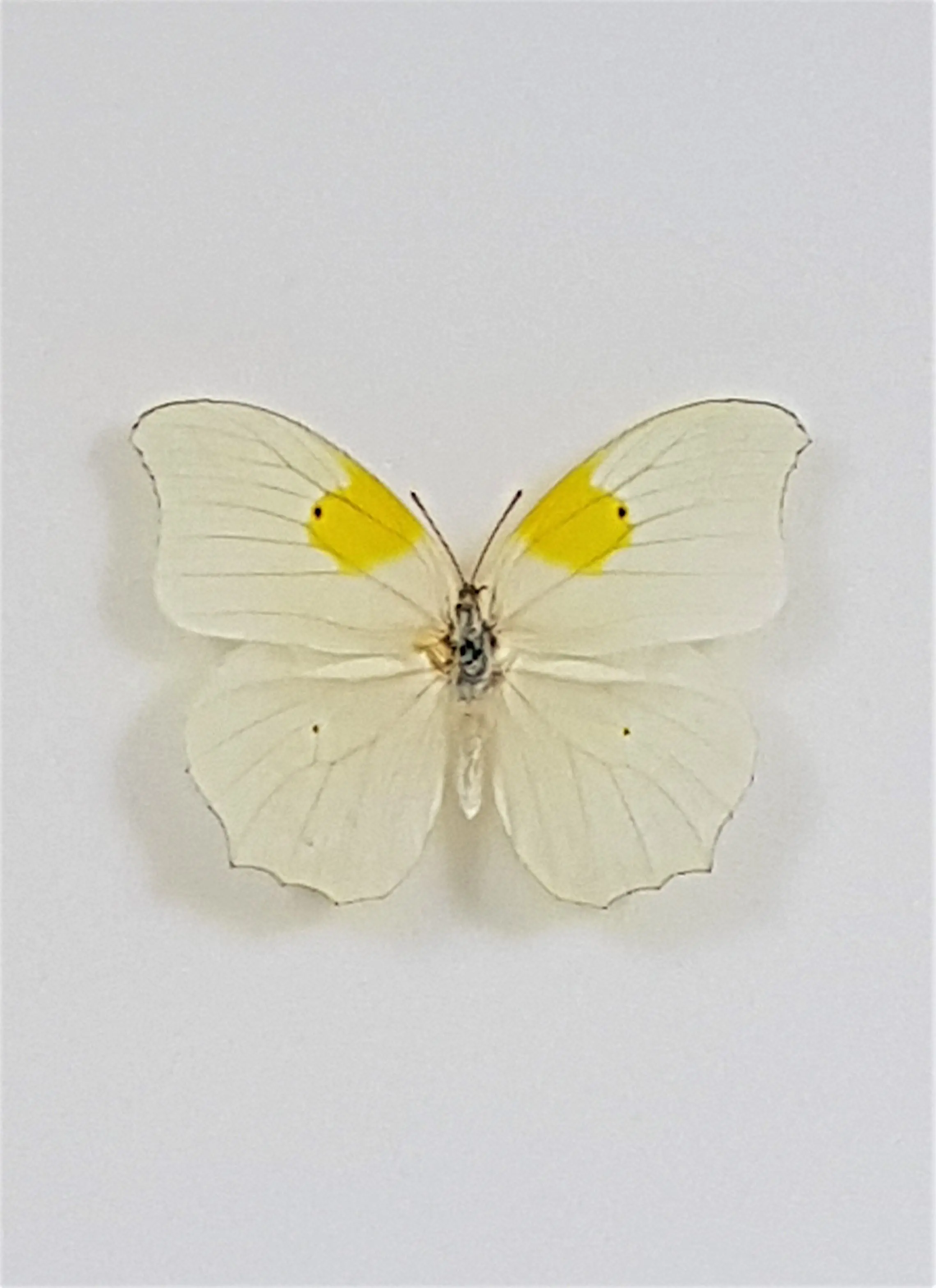 Losse Vlinders - anteos-clorinde