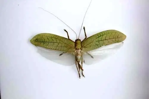 Insecten - Pseudophylus-Hercules