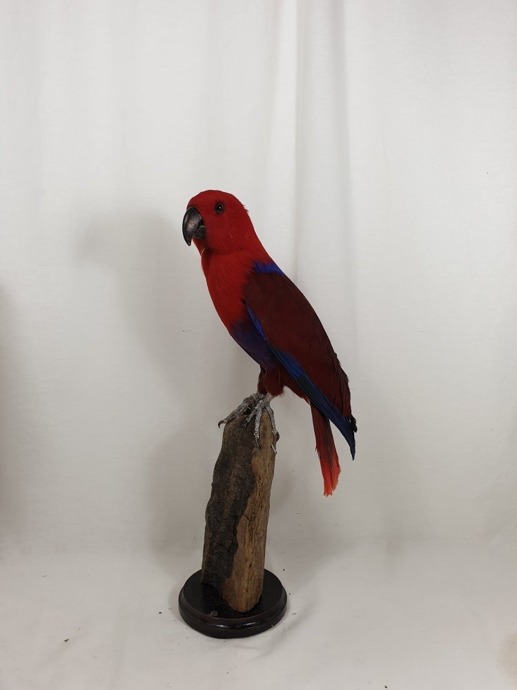 edel papagaai foto 1 rood