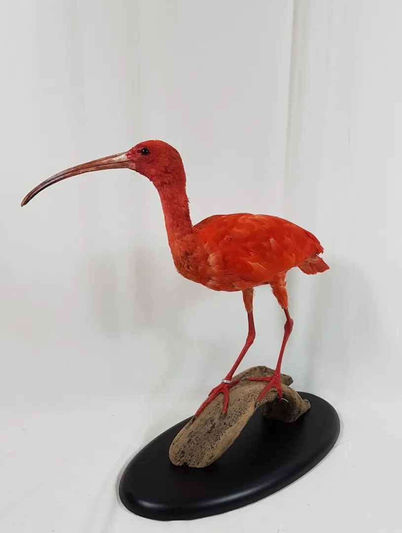 opgezette ibis 1 foto 2