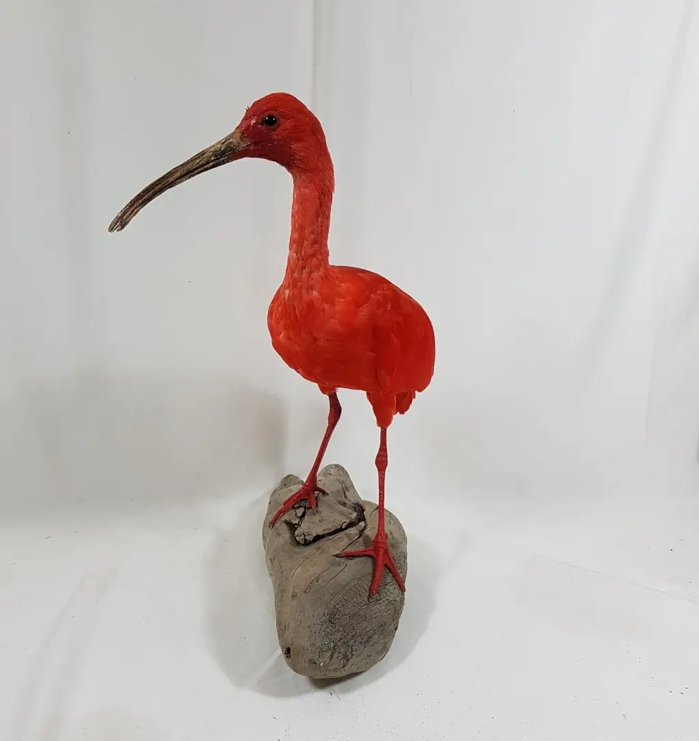 opgezette ibis 2 foto 3