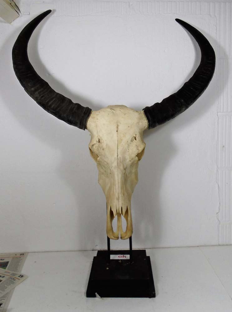 Buffel-schedel-op-standaard-40