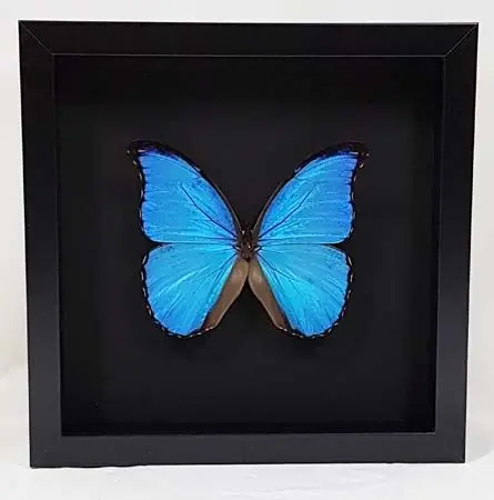 Ingelijste vlinders - Morpho-didius-in-zwarte-lijst-met-zwarte-achtergrond
