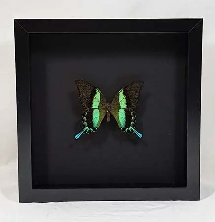 Specials - Papilio-blumei-in-zwarte-lijst-met-achtergrond