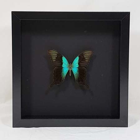 Papilio-peranthus-adamantius-in-zwarte-lijst