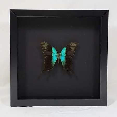 Specials - Papilio-peranthus-adamantius-in-zwarte-lijst