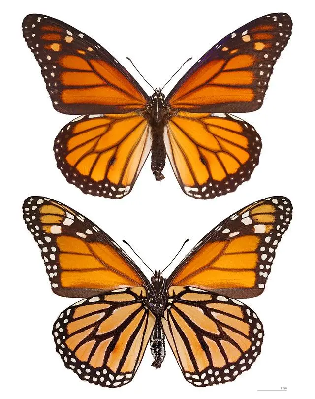 Losse Vlinders - Danaus-Plexippus-sp