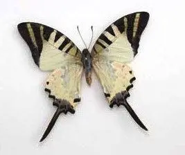 Losse Vlinders - Graphium-Antiphates