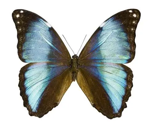 Losse Vlinders - Morpho-Deidamia