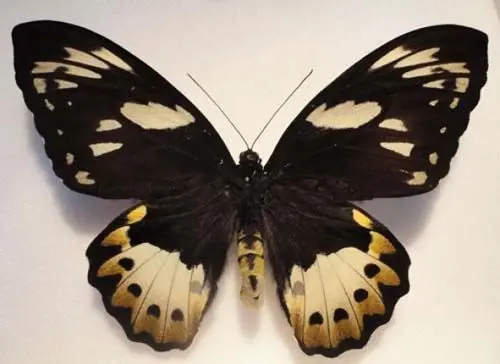 Losse Vlinders - Ornithoptera-Goliath-Samson-(vrouw)