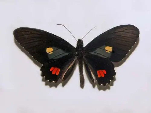 Losse Vlinders - Parides-Erithalion