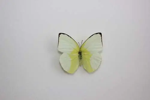 Losse Vlinders - Phoebis-Statira
