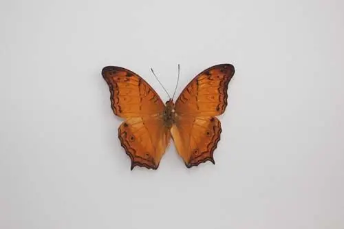 Losse Vlinders - Vindula-Erota-Chersonesia