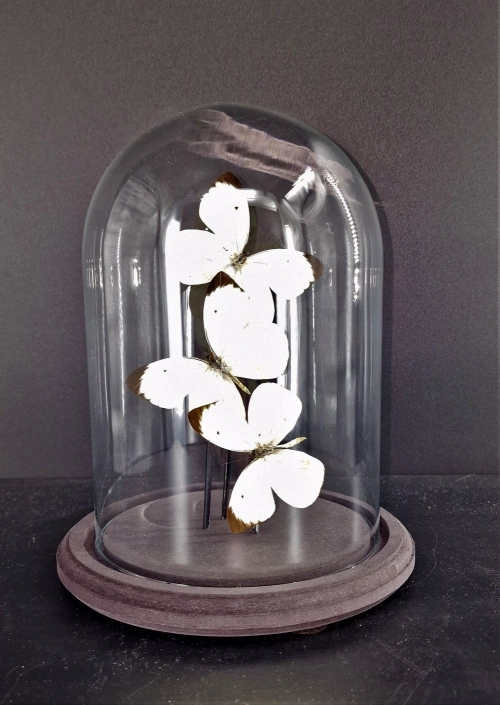 3 witte vlinders stolp  glas
