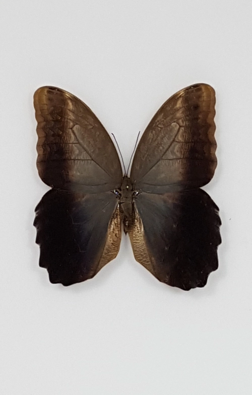 Caligo-illioneus-praexiodus