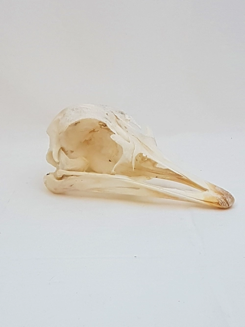 Schedel-struisvogel