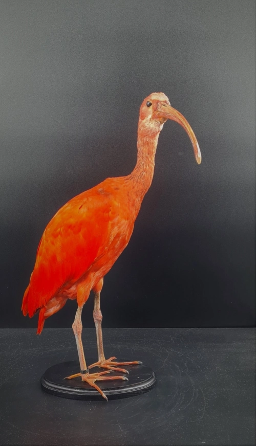 rode ibis 5