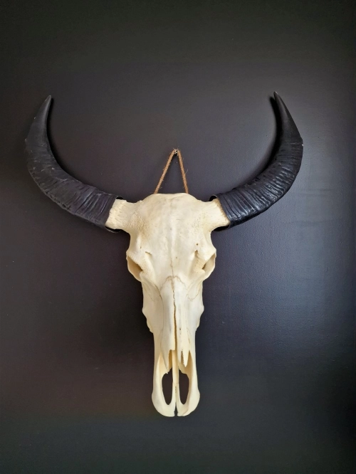 waterbuffel schedel 