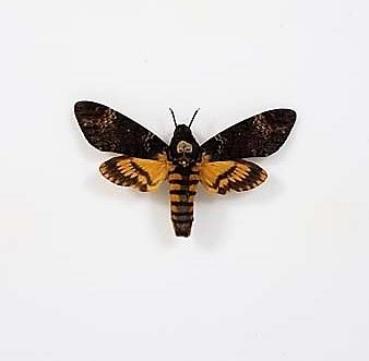 Acherontia-Atropos---Doodshoofdvlinder